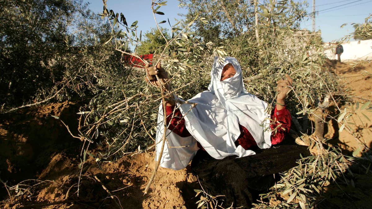 Cover Image for Don’t ignore Israel’s ‘ecocide’